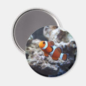 Clownfish Fotomagnet Magnet (Vorderseite/Rückseite)