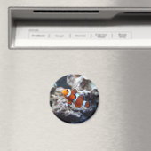 Clownfish Fotomagnet Magnet (In Situ (Geschirrspüler))