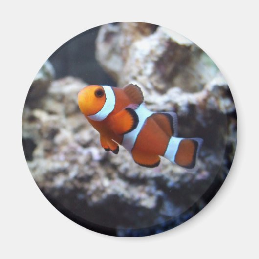 Clownfish Fotomagnet Magnet (Vorne)