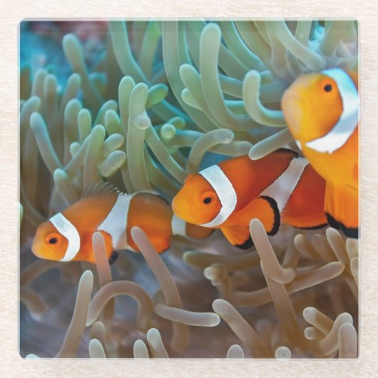 Clownfish Glasuntersetzer (Vorderseite)