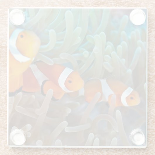 Clownfish Glasuntersetzer (Rückseite)
