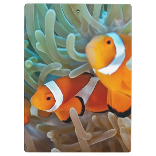 Clownfish Klemmbrett (Rückseite)