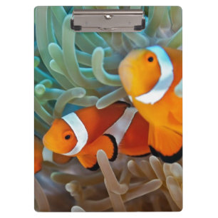 Clownfish Klemmbrett