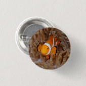 Clownfish - Molokai, North Shore Cliff Button (Vorne & Hinten)