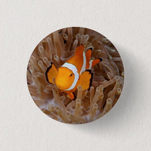 Clownfish - Molokai, North Shore Cliff Button (Vorderseite)