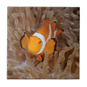 Clownfish - Molokai, North Shore Cliff Fliese (Vorderseite)