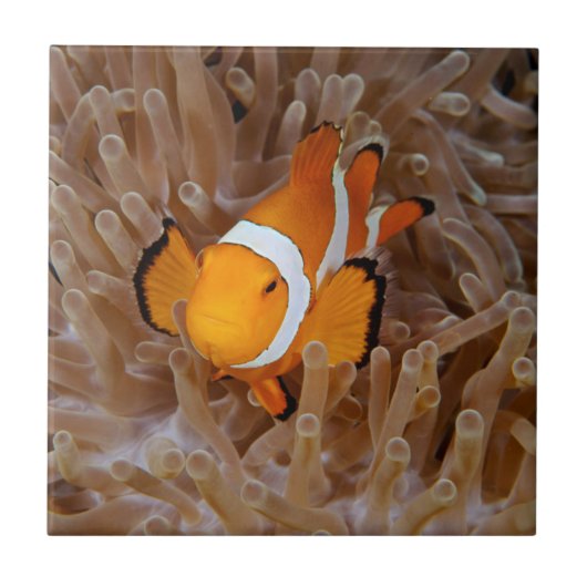 Clownfish - Molokai, North Shore Cliff Fliese (Vorderseite)