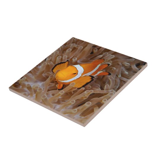 Clownfish - Molokai, North Shore Cliff Fliese (Seite)