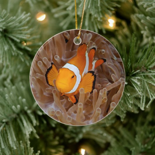 Clownfish - Molokai, North Shore Cliff Keramik Ornament (Baum)