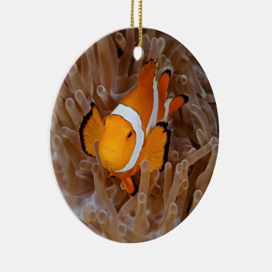 Clownfish - Molokai, North Shore Cliff Keramik Ornament (Rechts)