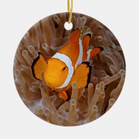 Clownfish - Molokai, North Shore Cliff Keramik Ornament (Vorne)