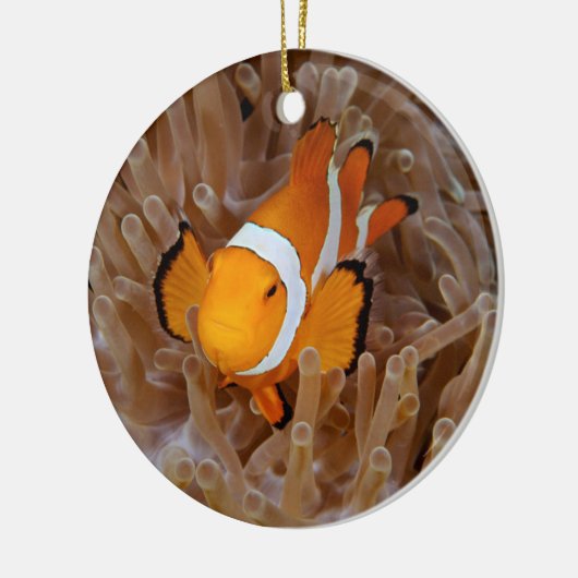 Clownfish - Molokai, North Shore Cliff Keramik Ornament (Links)