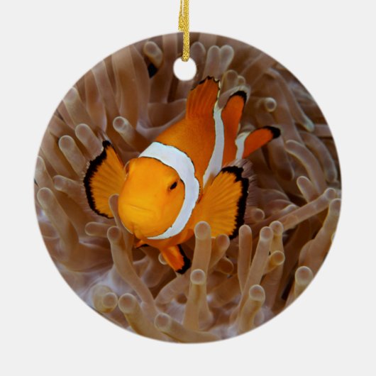 Clownfish - Molokai, North Shore Cliff Keramik Ornament (Hinten)