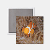 Clownfish - Molokai, North Shore Cliff Magnet (Vorderseite/Rückseite)