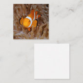 Clownfish - Molokai, North Shore Cliff Mitteilungskarte (Vorne/Hinten)