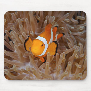 Clownfish - Molokai, North Shore Cliff Mousepad