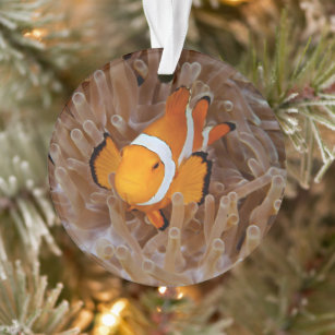 Clownfish - Molokai, North Shore Cliff Ornament