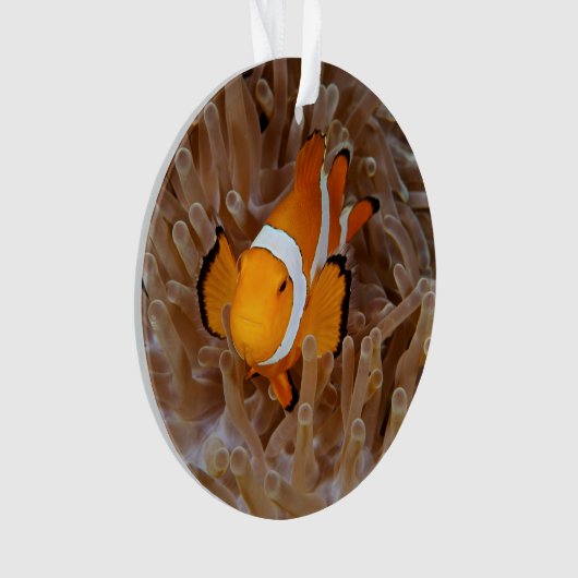 Clownfish - Molokai, North Shore Cliff Ornament (Vorderseite)