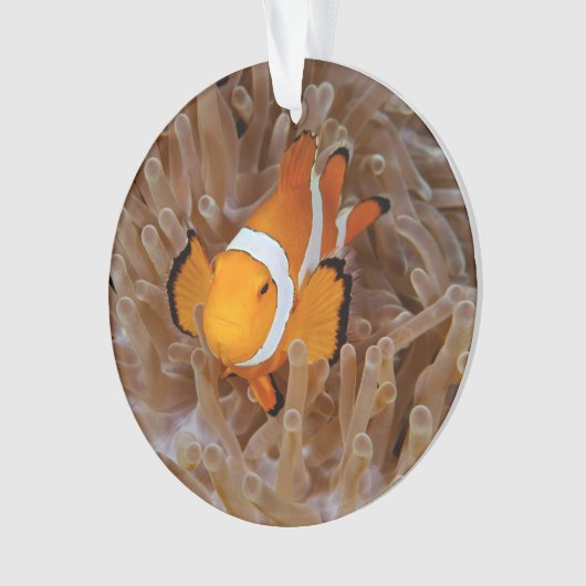 Clownfish - Molokai, North Shore Cliff Ornament (Vorderseite)