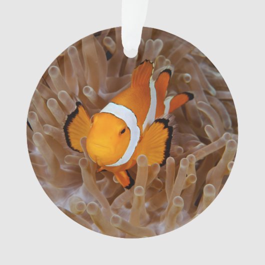 Clownfish - Molokai, North Shore Cliff Ornament (Vorderseite)