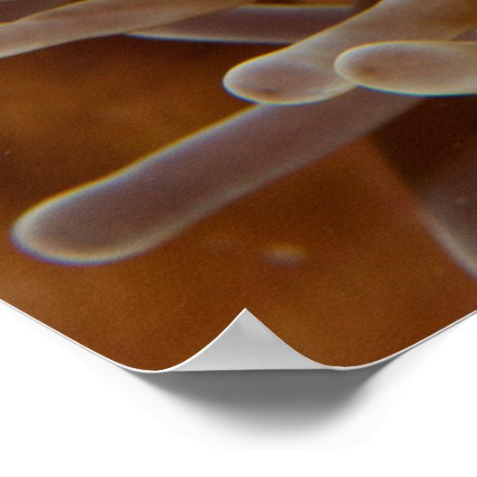 Clownfish - Molokai, North Shore Cliff Poster (Ecke)