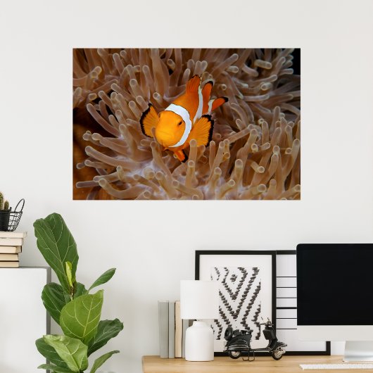 Clownfish - Molokai, North Shore Cliff Poster (Heimbüro)