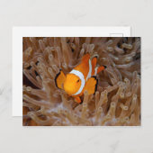 Clownfish - Molokai, North Shore Cliff Postkarte (Vorne/Hinten)
