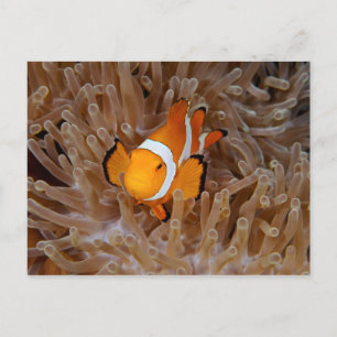 Clownfish - Molokai, North Shore Cliff Postkarte