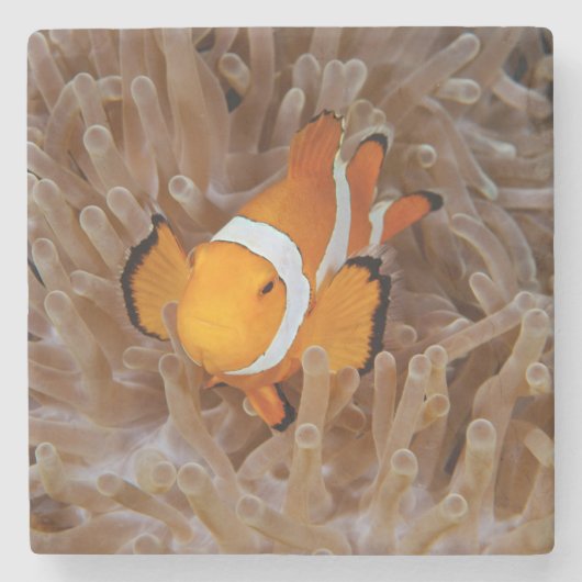 Clownfish - Molokai, North Shore Cliff Steinuntersetzer (Vorderseite)
