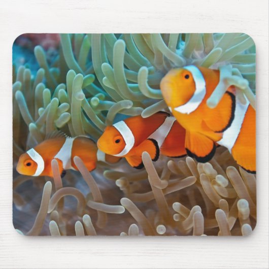 Clownfish Mousepad (Vorne)
