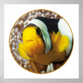 Clownfish - Nah-up! Rundfotografie | Poster (Vorne)