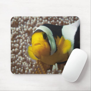 Clownfish - Nah-up! So niedlich - Nemo in Anemone Mousepad