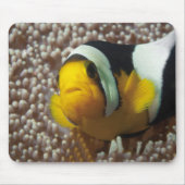 Clownfish - Nah-up! So niedlich - Nemo in Anemone  Mousepad (Vorne)