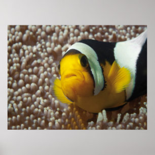 Clownfish - Nah-up! So niedlich - Nemo in Anemone  Poster