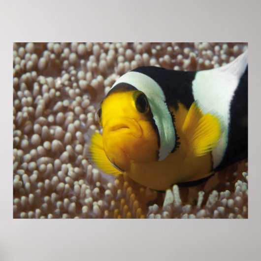 Clownfish - Nah-up! So niedlich - Nemo in Anemone Poster (Vorne)