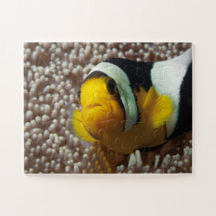 Clownfish - Nah-up! So niedlich - Nemo in Anemone  Puzzle