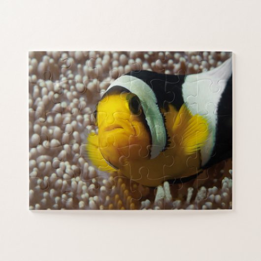 Clownfish - Nah-up! So niedlich - Nemo in Anemone  Puzzle (Horizontal)