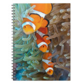 Clownfish Notizblock (Vorderseite)