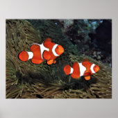 Clownfish Pair Poster (Vorne)