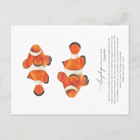 Clownfish Postkarte (Vorderseite)