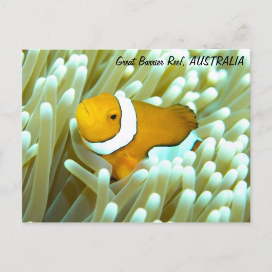 Clownfish Postkarte (Vorderseite)