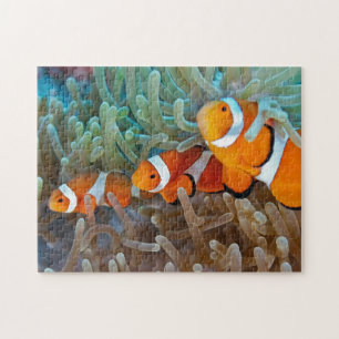Clownfish Puzzle