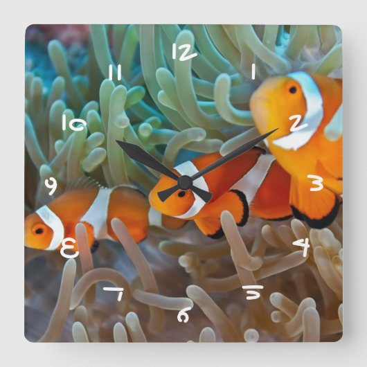Clownfish Quadratische Wanduhr (Vorderseite)