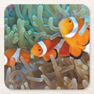 Clownfish Rechteckiger Pappuntersetzer