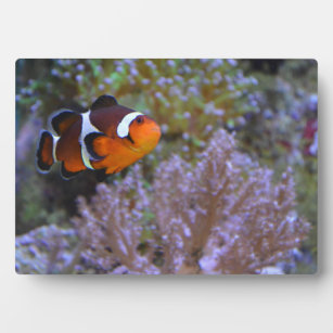 Clownfish Sea Anemone Coral Naturefotografie Fotoplatte