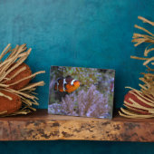 Clownfish Sea Anemone Coral Naturefotografie Fotoplatte (Seite)