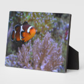 Clownfish Sea Anemone Coral Naturefotografie Fotoplatte (Seite)