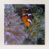 Clownfish Sea Anemone Korallenfotografie Puzzle (Horizontal)