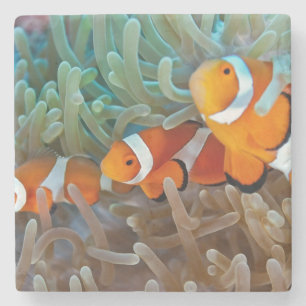 Clownfish Steinuntersetzer