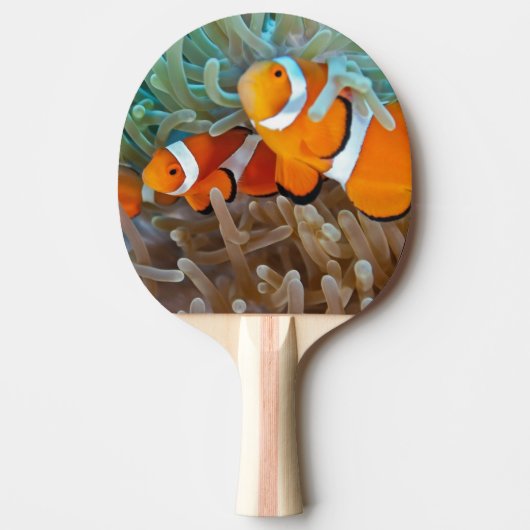 Clownfish Tischtennis Schläger (Vorderseite)